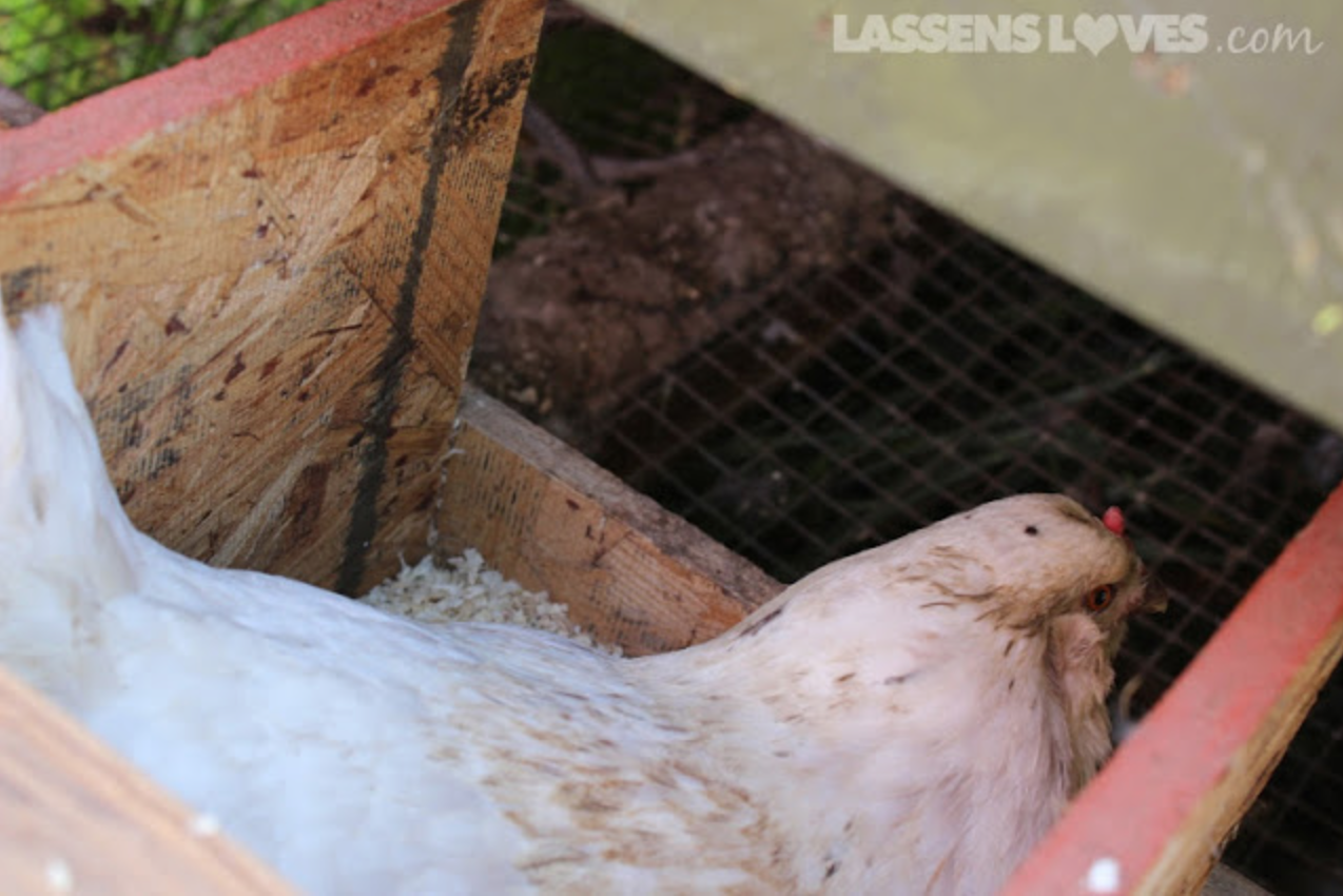 highland+farms+eggs, focus+on+local, local+eggs, free+range+chickens, free+range+eggs