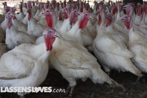 Sheltons+turkey, thanksgiving+turkey, natural+turkey, why+buy+a+natural+turkey