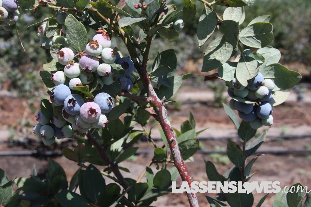 Forbidden+Farms+Blueberries, Sandra+Newman, Organic+farming, organic+blueberries