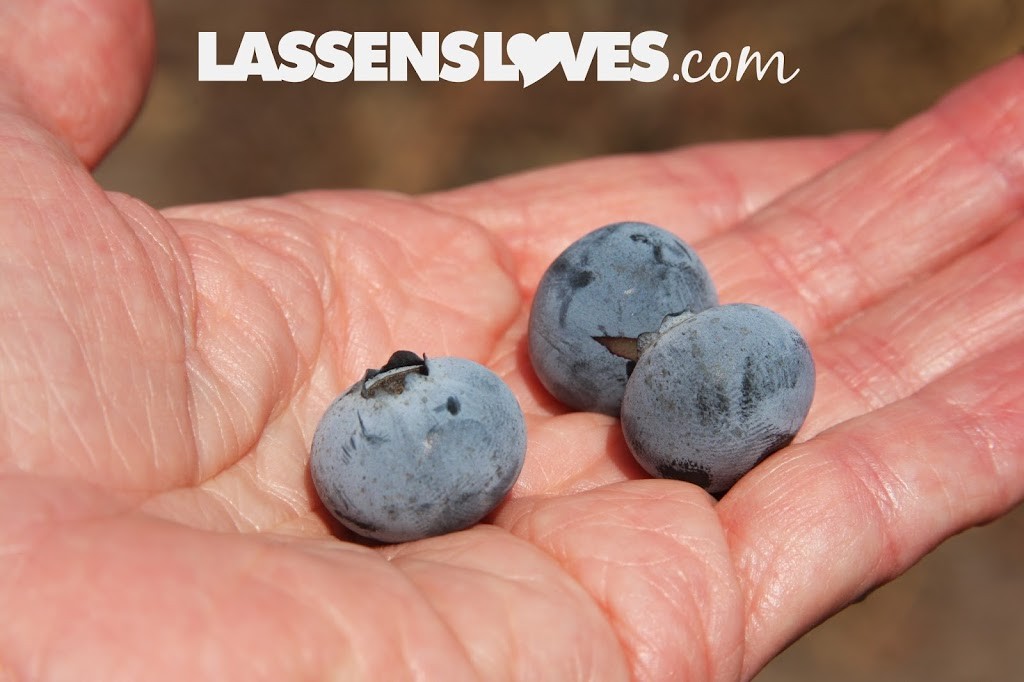 Forbidden+Farms+Blueberries, Sandra+Newman, Organic+farming, organic+blueberries