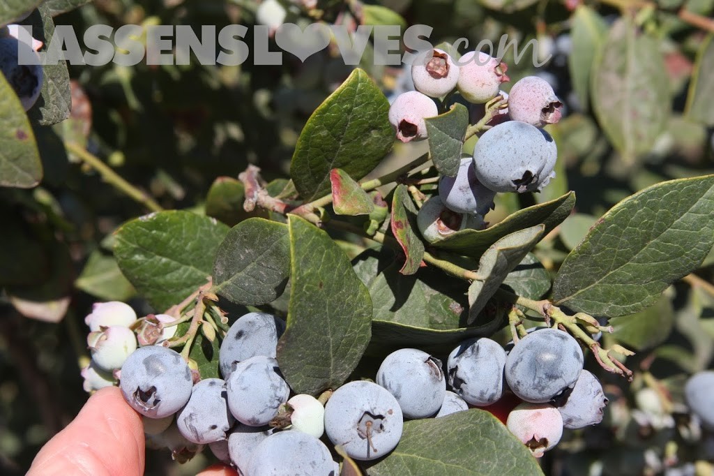 Forbidden+Farms+Blueberries, Sandra+Newman, Organic+farming, organic+blueberries