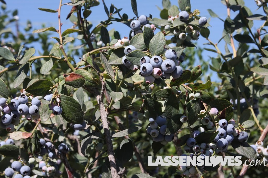 Forbidden+Farms+Blueberries, Sandra+Newman, Organic+farming, organic+blueberries