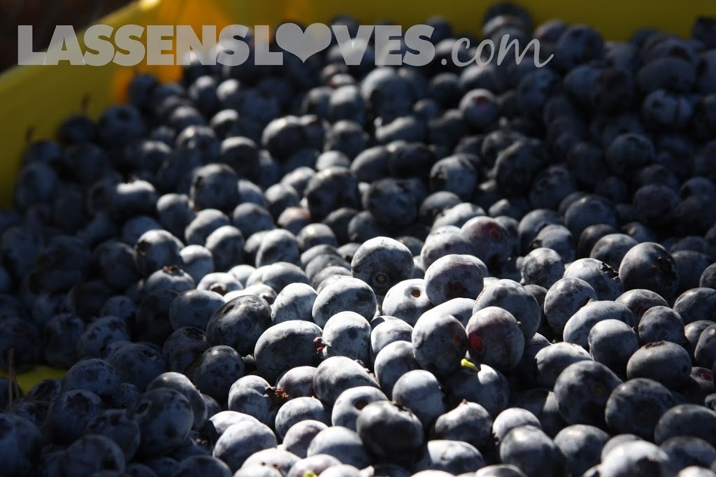 Forbidden+Farms+Blueberries, Sandra+Newman, Organic+farming, organic+blueberries