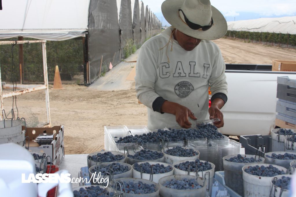 Organic+Blueberries, locally+grown, 