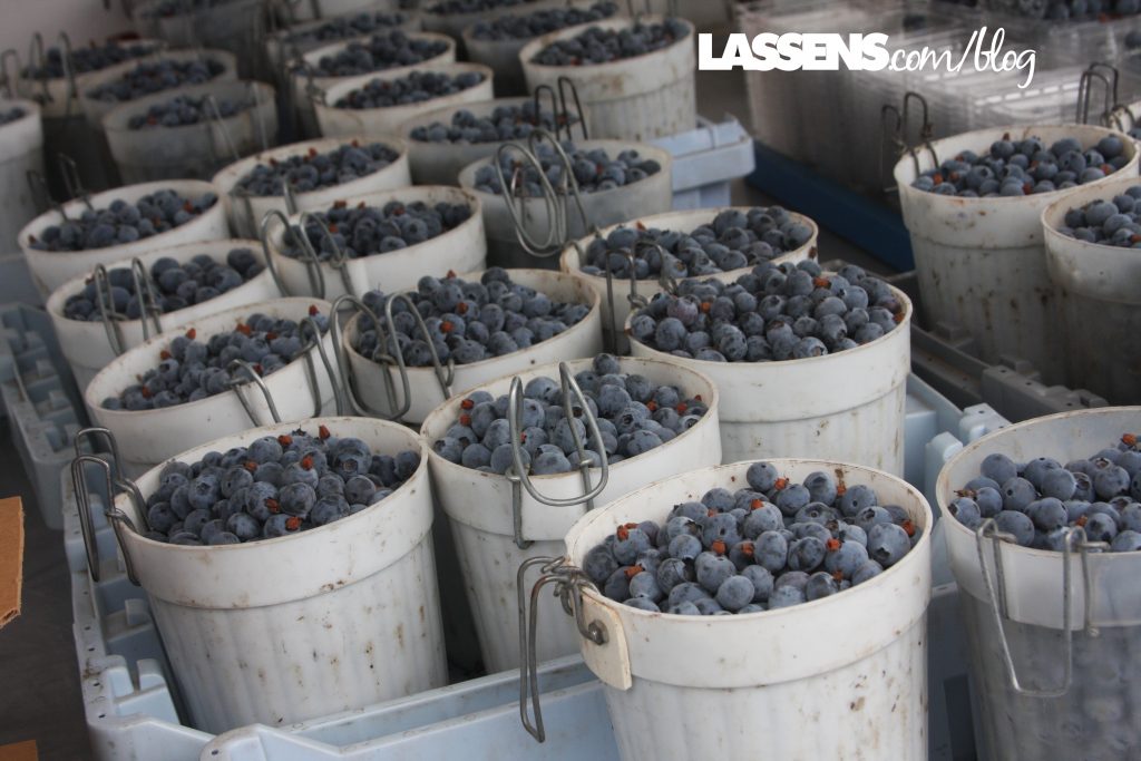 Organic+Blueberries, locally+grown, 