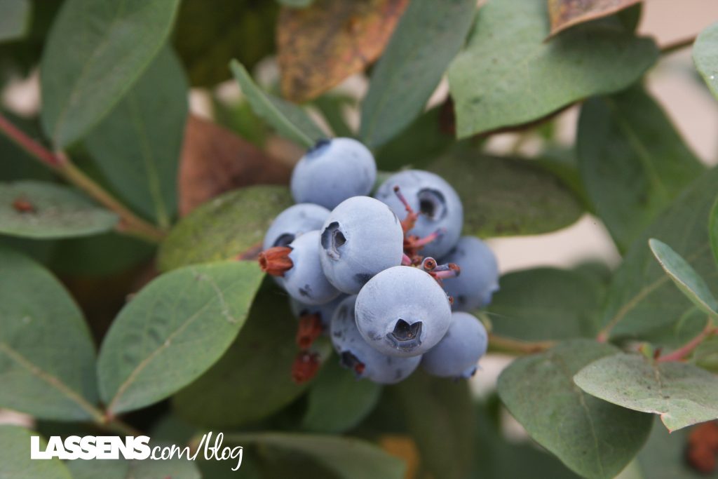 lassens.com/blog, lassensloves, organic+blueberries, local+blueberries, organic+local, 