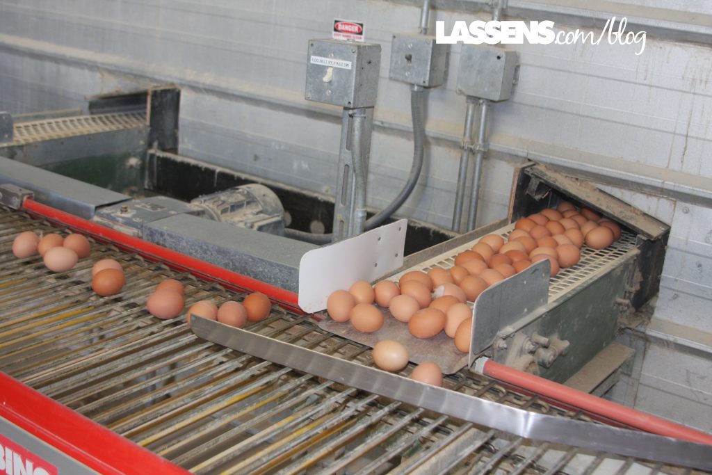 Chino+Valley+Ranchers+Eggs, Organic+Eggs, Healthy+Eggs, Cage+Free+Eggs, 