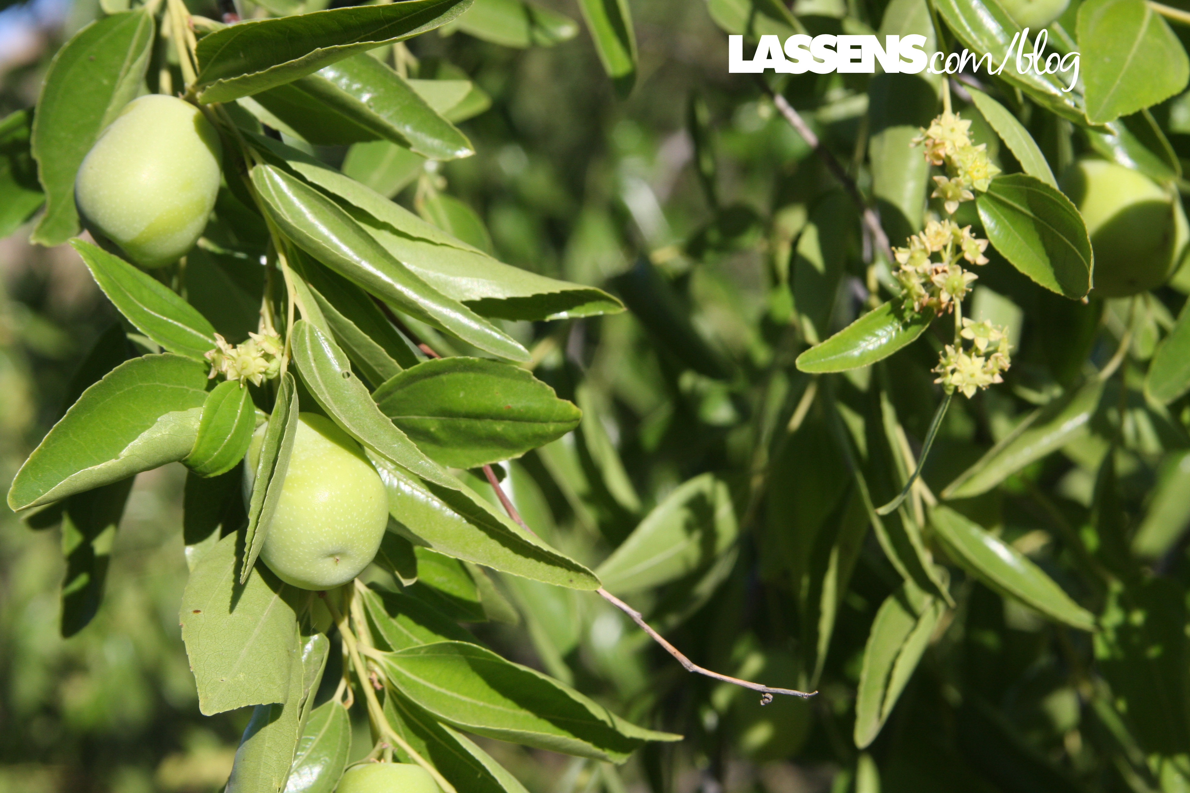 Rock+Front+Ranch, Jujubes, Chinese+Dates, Glyphosate+free+honey