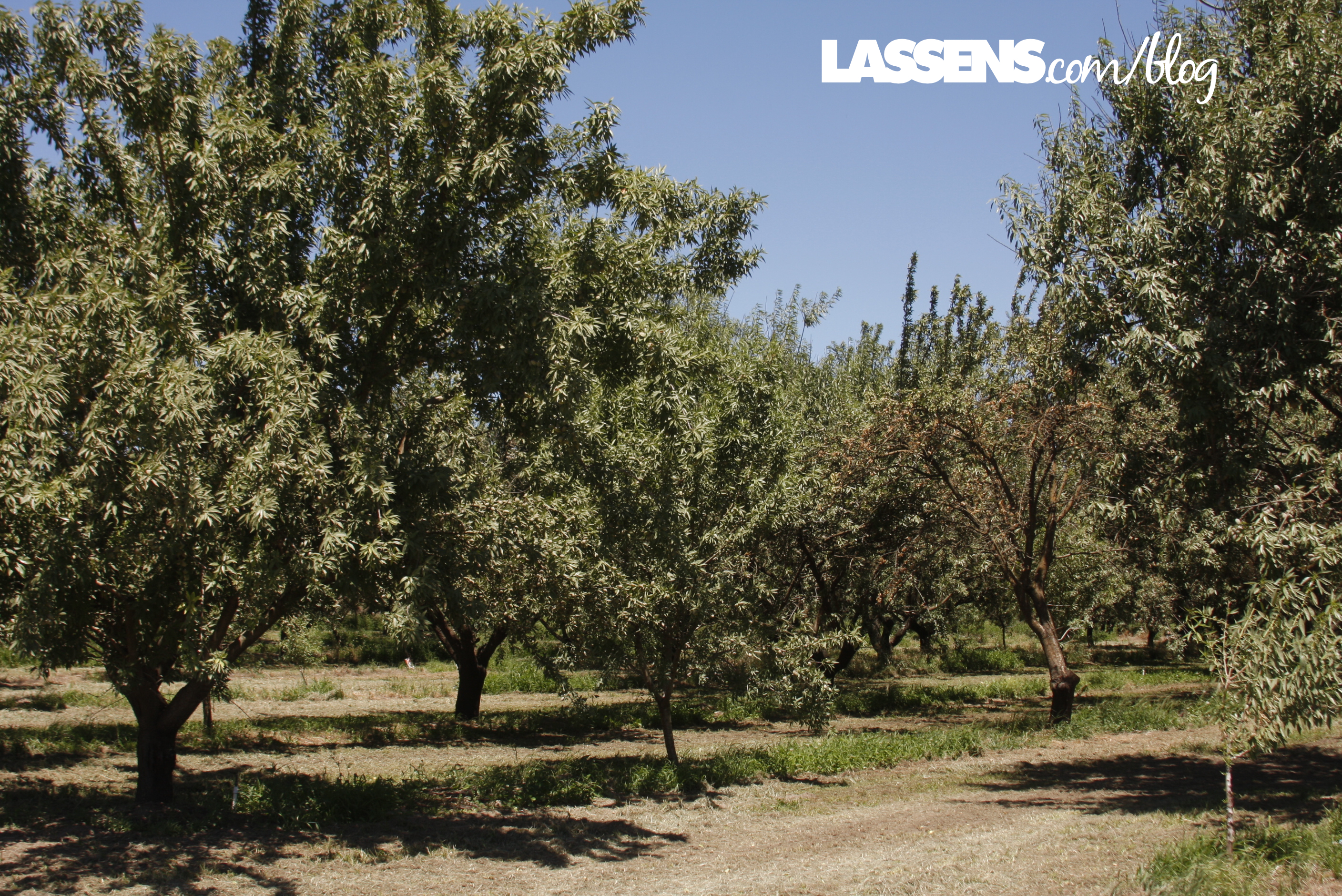 bulk+almonds, organic+almonds, almond+butter, organic+almond+butter, yemetz+family+farms, organically+grown+almonds