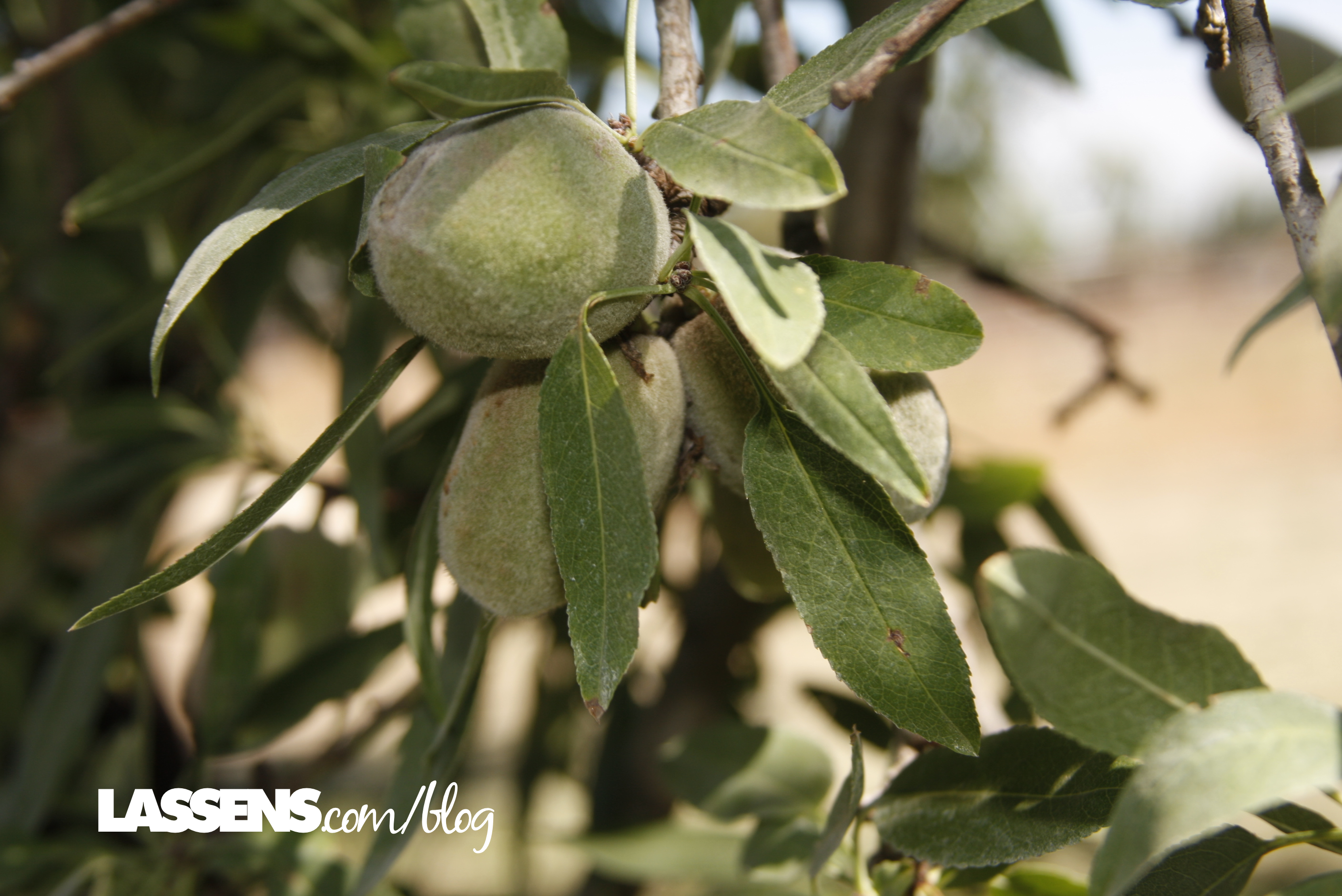 bulk+almonds, organic+almonds, almond+butter, organic+almond+butter, yemetz+family+farms, organically+grown+almonds