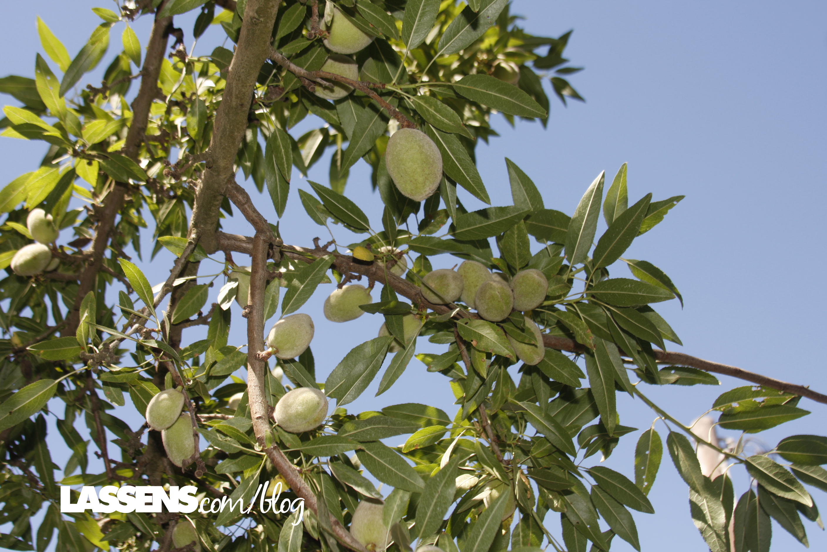 bulk+almonds, organic+almonds, almond+butter, organic+almond+butter, yemetz+family+farms, organically+grown+almonds