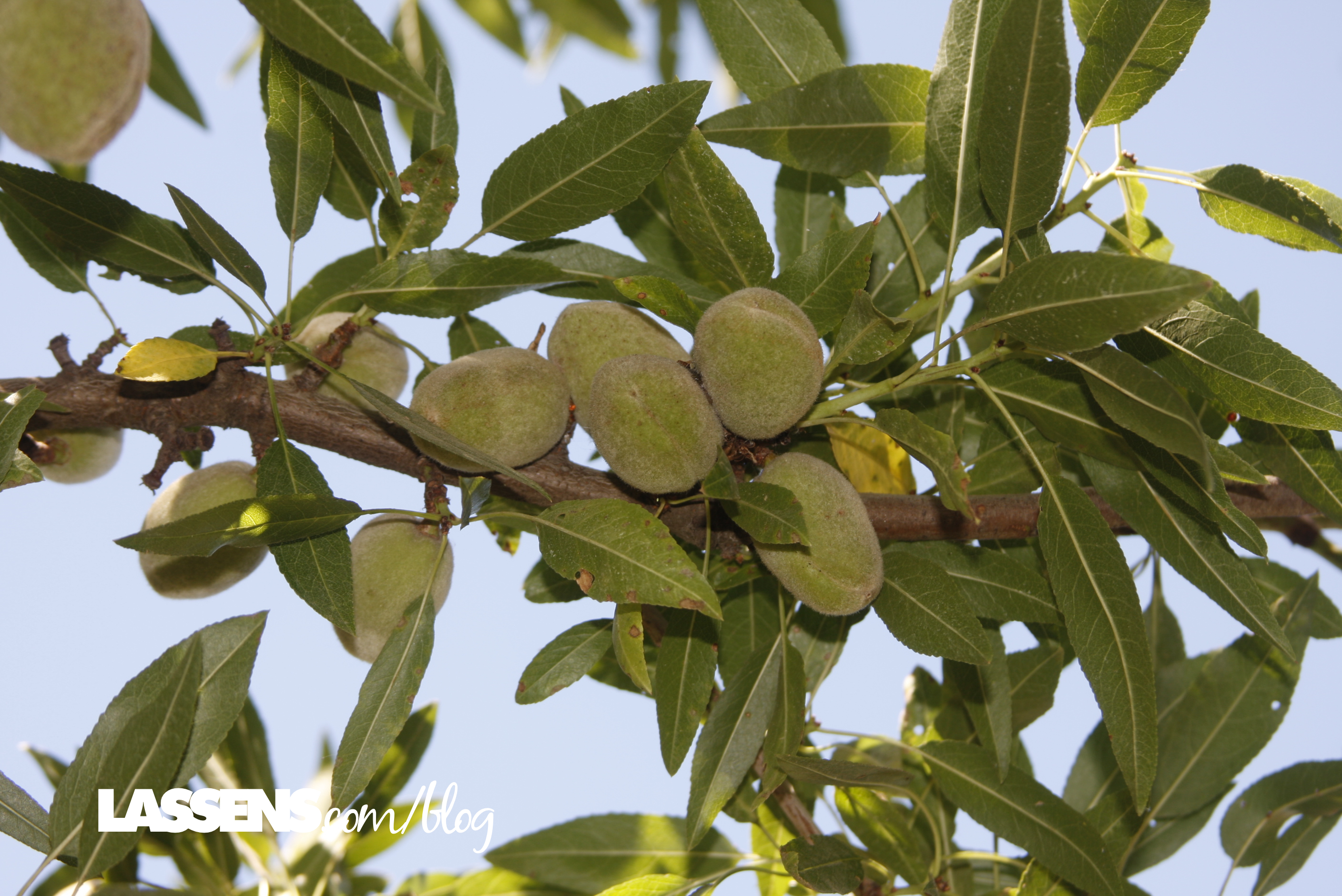 bulk+almonds, organic+almonds, almond+butter, organic+almond+butter, yemetz+family+farms, organically+grown+almonds